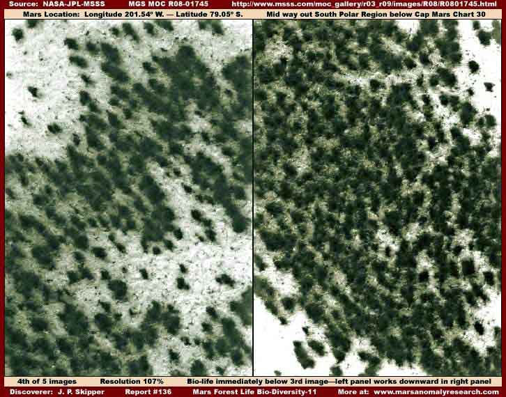 MartianForest1.jpg