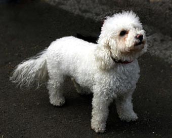 Bijon Free Dog