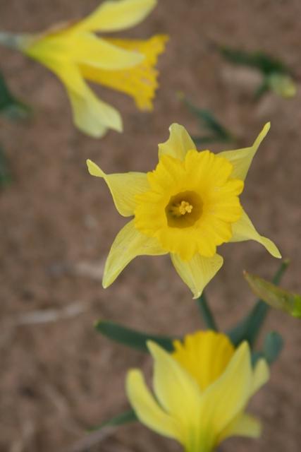  of hope. Daffodil commonly refers to narcissus with large trumpets