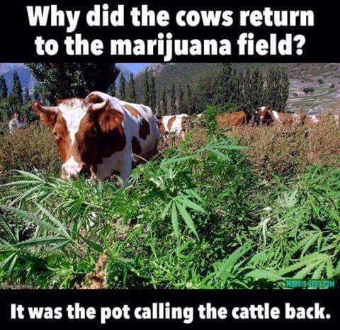 Pot_Calling_Cattle.jpg